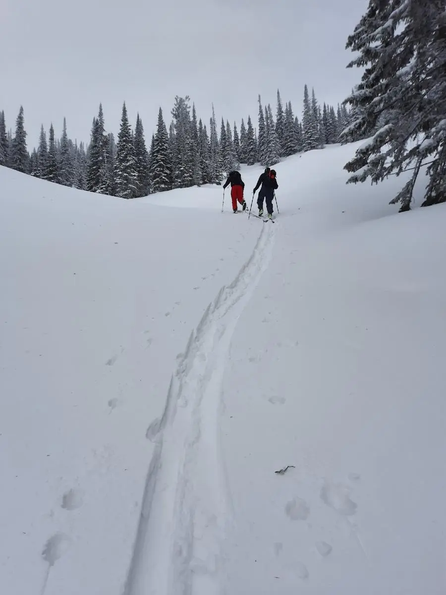 A single ski track climbing through snowed-in forest